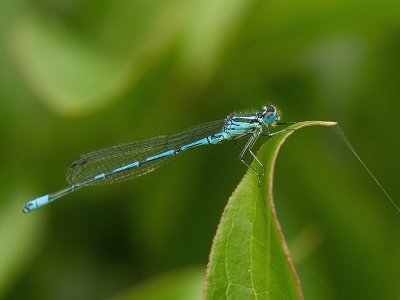 Coenagrion puella - Azuurwaterjuffer - Azure Damselfly