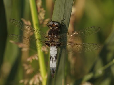 Libellula fulva - Bruine Korenbout - Scarce Chaser