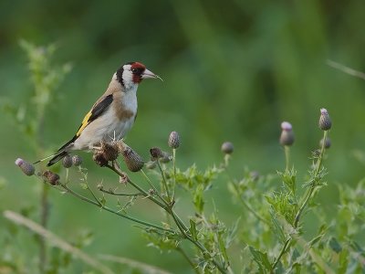 Carduelis carduelis - Putter - Goldfinch