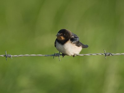 Hirundo rustica - Boerenzwaluw - Swallow