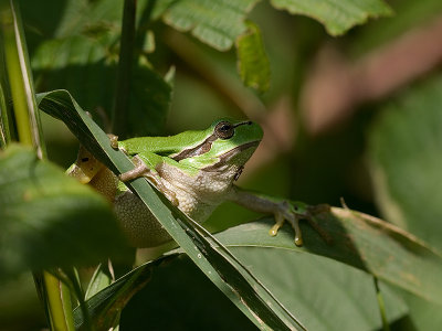 Hyla arborea - Boomkikker - Common tree frog