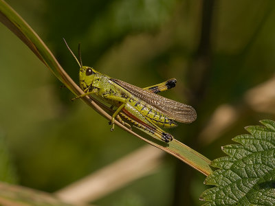 Stethophyma grossum - Moerassprinkhaan - Large marsh grashopper