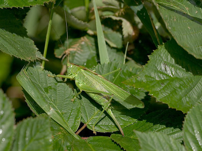 Tettigonia viridissima - Grote Groene Sabelsprinkhaan - Great Green Bush Cricket