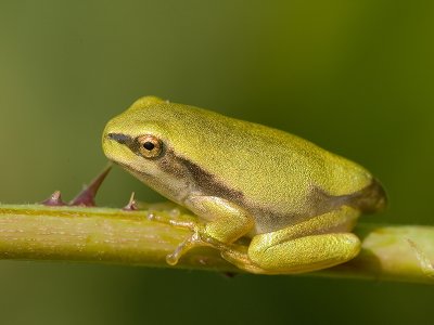 Hyla arborea - Boomkikker - Common tree frog