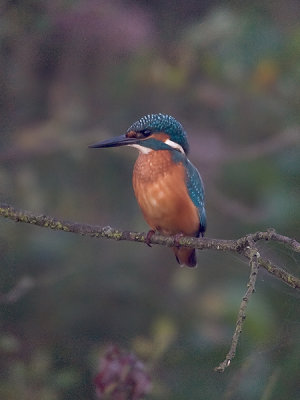 Alcedo atthis - IJsvogel -  Kingfisher