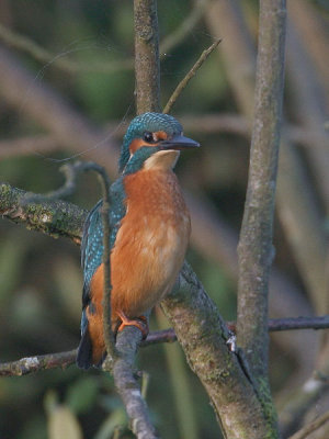 Alcedo atthis - IJsvogel -  Kingfisher