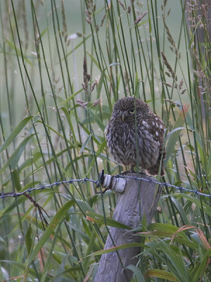 Athene noctua - Steenuil - Litlle owl