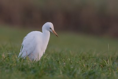 Ardeola ibis - Koereiger - Cattle Egret