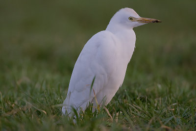 Ardeola ibis - Koereiger - Cattle Egret