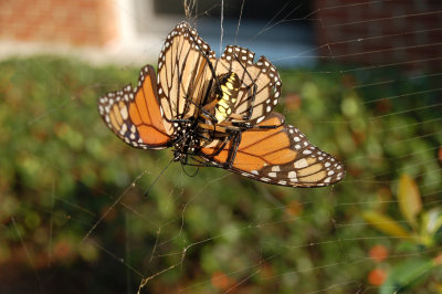Beauty and the Beast - Garden Spider and Monarch