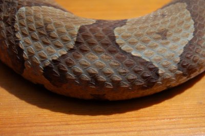 Copperhead Snake Detail