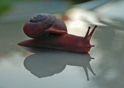 Snail in Flight