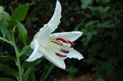 Asian Lilly