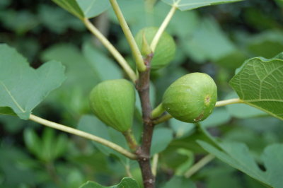 Fig (Brown Turkey)