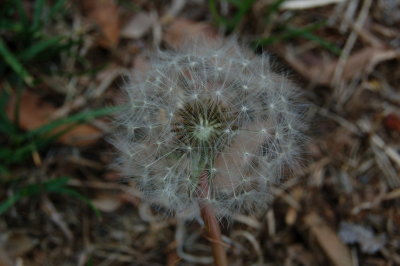 Dandelion puffy seed head