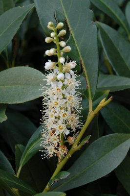 Virginia Sweetspire (Itea virginica)