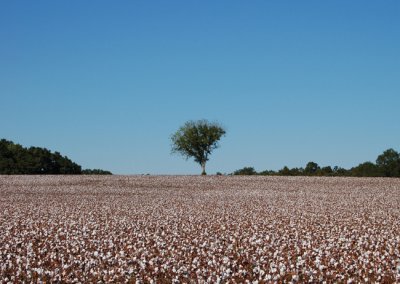 Field of Cotton