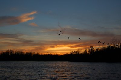 Canadian Geese, Frances Beatty Community Park, Matthews, NC