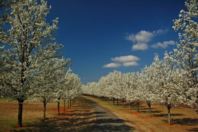 Spring time, Bradford Pear trees