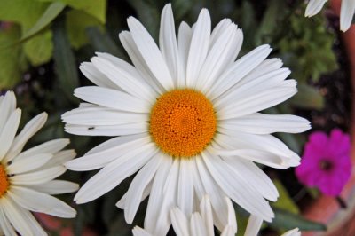 Shasta Daisy (Chrysanthemum maximum)
