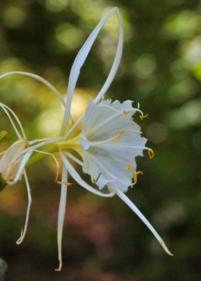 Shoals Spider Lily (Hymenocallis coronaria)