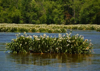 Shoal Spider Lilies in Catawba River, SC