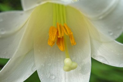 Easter Lily ( Lilium longifolium)
