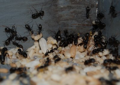 Ants and Their Eggs