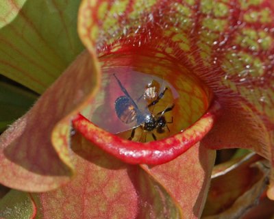 Lunch for a Pitcher Plant