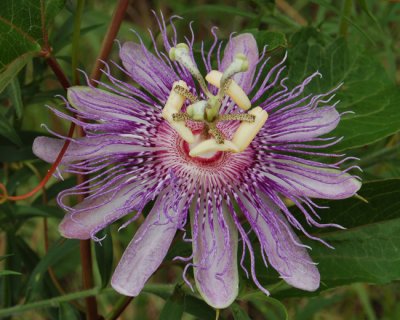 Passion Flower Vine - Maypop (Passiflora incarnata)