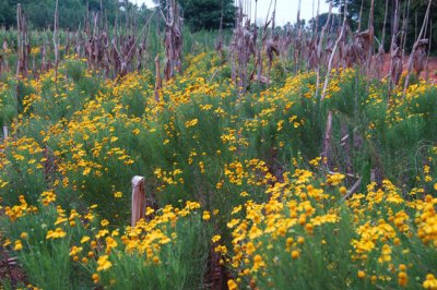 Common Sunflowers and dry corn stalks