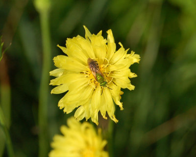 Dandelion Bloom with Agapostemon Bee