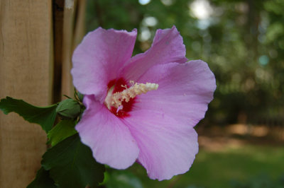 Rose of Sharon - Althea (Hibicus syriacus)