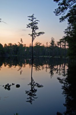 Loring Mill Pond, near Sumter, SC