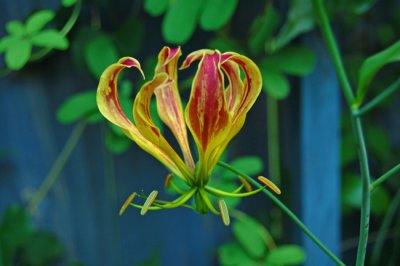 Gloriosa Lily (Gloriosa superba)