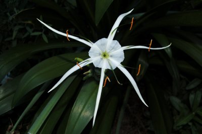 Peruvian Daffodil (Hymenocallis narcissiflora)