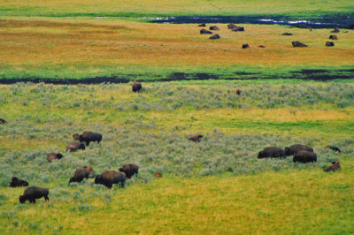 Bison in Yellowstone National Park, Wyoming