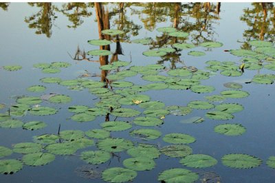 Lilly Pads, Loring Mill Pond, Sumter, SC