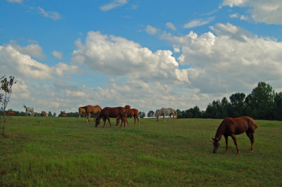 South Carolina countryside