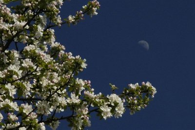 Apple Tree and Moon