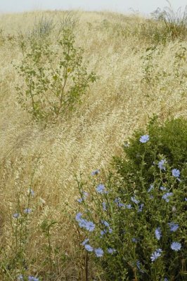 Blue Flowers