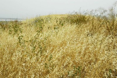 California Grass