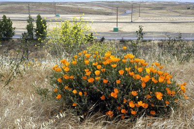 Orange Flowers