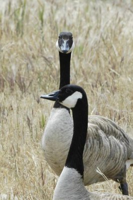 Canada Geese
