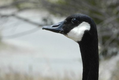 Goose Head