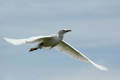 Snowy Egret