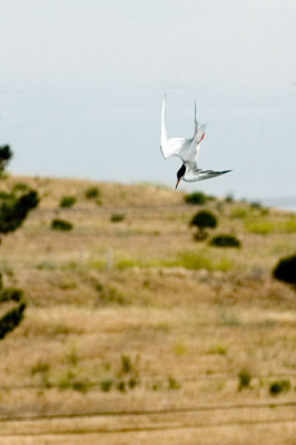Royal Tern 4