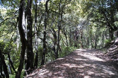 Trail 1