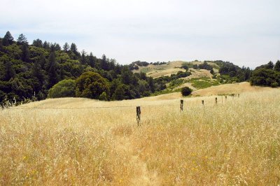 Golden Hills 1