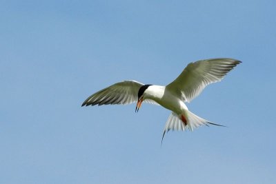 Royal Tern 3